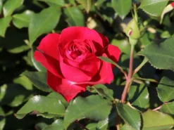 Beetrose 'Rouge Meilove' ® -Deutschland Garten Funk Verkaufs-Shop beetrose rouge meilove adr rose m059983 w 3