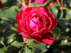 Beetrose 'Rouge Meilove' ® -Deutschland Garten Funk Verkaufs-Shop beetrose rouge meilove adr rose m059983 w 4