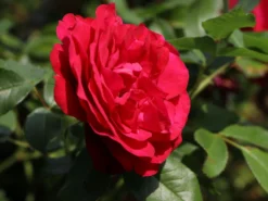 Beetrose 'Rouge Meilove' ® -Deutschland Garten Funk Verkaufs-Shop beetrose rouge meilove adr rose m059983 w 6