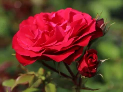 Beetrose 'Rouge Meilove' ® -Deutschland Garten Funk Verkaufs-Shop beetrose rouge meilove adr rose m059983 w 7