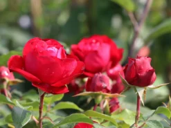 Beetrose 'Rouge Meilove' ® -Deutschland Garten Funk Verkaufs-Shop beetrose rouge meilove m059983 w 0