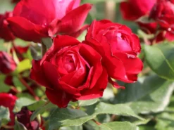 Beetrose 'Rouge Meilove' ® -Deutschland Garten Funk Verkaufs-Shop beetrose rouge meilove m059983 w 1