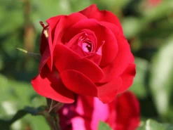 Beetrose 'Rouge Meilove' ® -Deutschland Garten Funk Verkaufs-Shop beetrose rouge meilove m059983 w 3