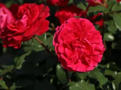 Beetrose 'Rouge Meilove' ® -Deutschland Garten Funk Verkaufs-Shop beetrose rouge meilove m059983 w 4