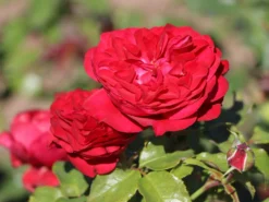 Beetrose 'Rouge Meilove' ® -Deutschland Garten Funk Verkaufs-Shop beetrose rouge meilove m059983 w 6