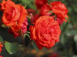 Beetrose 'Salita Flower Circus' ®