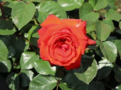 Beetrose 'Salita Flower Circus' ® -Deutschland Garten Funk Verkaufs-Shop beetrose salita flower circus m122003 w 0