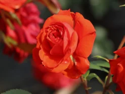 Beetrose 'Salita Flower Circus' ® -Deutschland Garten Funk Verkaufs-Shop beetrose salita flower circus m122003 w 2