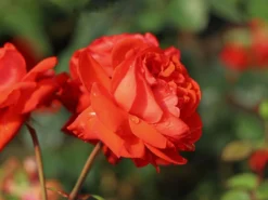 Beetrose 'Salita Flower Circus' ® -Deutschland Garten Funk Verkaufs-Shop beetrose salita flower circus m122003 w 3