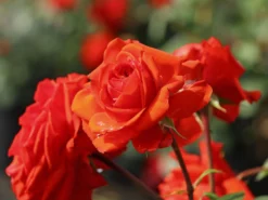 Beetrose 'Salita Flower Circus' ® -Deutschland Garten Funk Verkaufs-Shop beetrose salita flower circus m122003 w 4