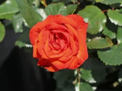 Beetrose 'Salita Flower Circus' ® -Deutschland Garten Funk Verkaufs-Shop beetrose salita flower circus m122003 w 5