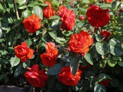 Beetrose 'Salita Flower Circus' ® -Deutschland Garten Funk Verkaufs-Shop beetrose salita flower circus m122003 w 6