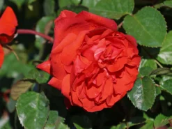 Beetrose 'Salita Flower Circus' ® -Deutschland Garten Funk Verkaufs-Shop beetrose salita flower circus m122003 w 7