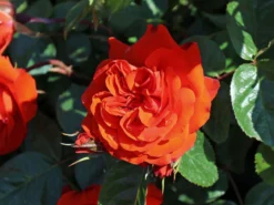 Beetrose 'Salita Flower Circus' ® -Deutschland Garten Funk Verkaufs-Shop beetrose salita flower circus m122003 w 8