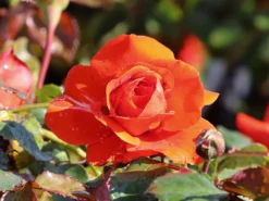 Beetrose 'Salita Flower Circus' ® -Deutschland Garten Funk Verkaufs-Shop beetrose salita flower circus m122003 w 9