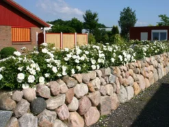 Beetrose 'Schneeflocke' ® -Deutschland Garten Funk Verkaufs-Shop beetrose schneeflocke adr rose m009383 w 0