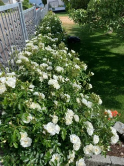 Beetrose 'Schneeflocke' ® -Deutschland Garten Funk Verkaufs-Shop beetrose schneeflocke m009383 431215 0