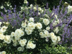 Beetrose 'Schneeflocke' ® -Deutschland Garten Funk Verkaufs-Shop beetrose schneeflocke m009383 491109 0