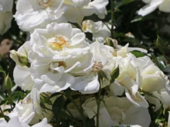 Beetrose 'Schneeflocke' ®