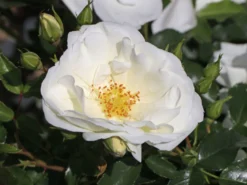 Beetrose 'Schneeflocke' ® -Deutschland Garten Funk Verkaufs-Shop beetrose schneeflocke m009383 w 0