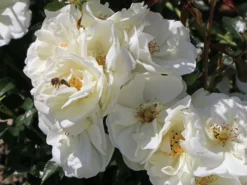 Beetrose 'Schneeflocke' ® -Deutschland Garten Funk Verkaufs-Shop beetrose schneeflocke m009383 w 1