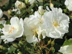 Beetrose 'Schneeflocke' ® -Deutschland Garten Funk Verkaufs-Shop beetrose schneeflocke m009383 w 4