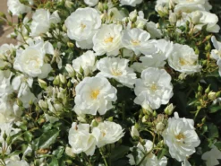 Beetrose 'Schneeflocke' ® -Deutschland Garten Funk Verkaufs-Shop beetrose schneeflocke m009383 w 5