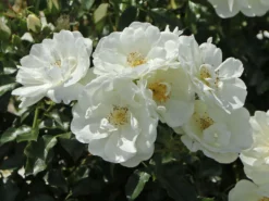 Beetrose 'Schneeflocke' ® -Deutschland Garten Funk Verkaufs-Shop beetrose schneeflocke m009383 w 6