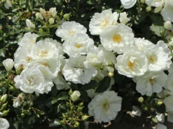 Beetrose 'Schneeflocke' ® -Deutschland Garten Funk Verkaufs-Shop beetrose schneeflocke m009383 w 7