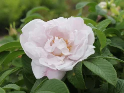 Beetrose 'Schneekoppe' -Deutschland Garten Funk Verkaufs-Shop beetrose schneekoppe m003558 w 1