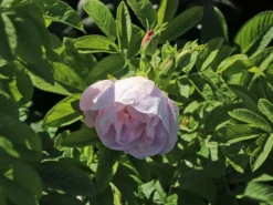 Beetrose 'Schneekoppe' -Deutschland Garten Funk Verkaufs-Shop beetrose schneekoppe m003558 w 2