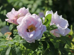 Beetrose 'Schneekoppe' -Deutschland Garten Funk Verkaufs-Shop beetrose schneekoppe m003558 w 4