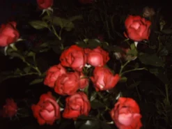 Beetrose 'Schöne Koblenzerin' ® / 'Marie Rottrová' -Deutschland Garten Funk Verkaufs-Shop beetrose schoene koblenzerin marie rottrov m055138 633776 0