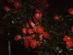 Beetrose 'Schöne Koblenzerin' ® / 'Marie Rottrová' -Deutschland Garten Funk Verkaufs-Shop beetrose schoene koblenzerin marie rottrov m055138 633776 1