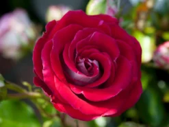 Beetrose 'Schöne Koblenzerin' ® / 'Marie Rottrová' -Deutschland Garten Funk Verkaufs-Shop beetrose schoene koblenzerin marie rottrov m055138 w 1