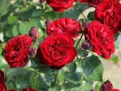 Beetrose 'Schwabenmädel' ® -Deutschland Garten Funk Verkaufs-Shop beetrose schwabenmaedel m056202 w 0