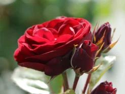 Beetrose 'Schwabenmädel' ® -Deutschland Garten Funk Verkaufs-Shop beetrose schwabenmaedel m056202 w 1