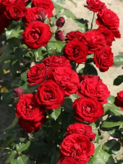 Beetrose 'Schwabenmädel' ® -Deutschland Garten Funk Verkaufs-Shop beetrose schwabenmaedel m056202 w 11