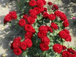 Beetrose 'Schwabenmädel' ® -Deutschland Garten Funk Verkaufs-Shop beetrose schwabenmaedel m056202 w 2