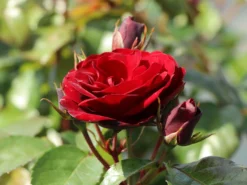 Beetrose 'Schwabenmädel' ® -Deutschland Garten Funk Verkaufs-Shop beetrose schwabenmaedel m056202 w 3