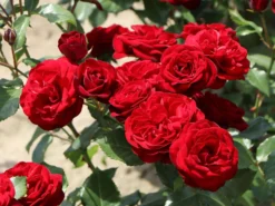 Beetrose 'Schwabenmädel' ® -Deutschland Garten Funk Verkaufs-Shop beetrose schwabenmaedel m056202 w 4