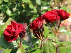 Beetrose 'Schwabenmädel' ® -Deutschland Garten Funk Verkaufs-Shop beetrose schwabenmaedel m056202 w 5