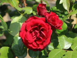 Beetrose 'Schwabenmädel' ® -Deutschland Garten Funk Verkaufs-Shop beetrose schwabenmaedel m056202 w 6