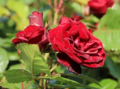 Beetrose 'Schwabenmädel' ® -Deutschland Garten Funk Verkaufs-Shop beetrose schwabenmaedel m056202 w 8