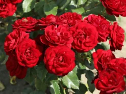 Beetrose 'Schwabenmädel' ® -Deutschland Garten Funk Verkaufs-Shop beetrose schwabenmaedel m056202 w 9