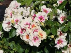 Beetrose 'SEE YOU ® In Purple'