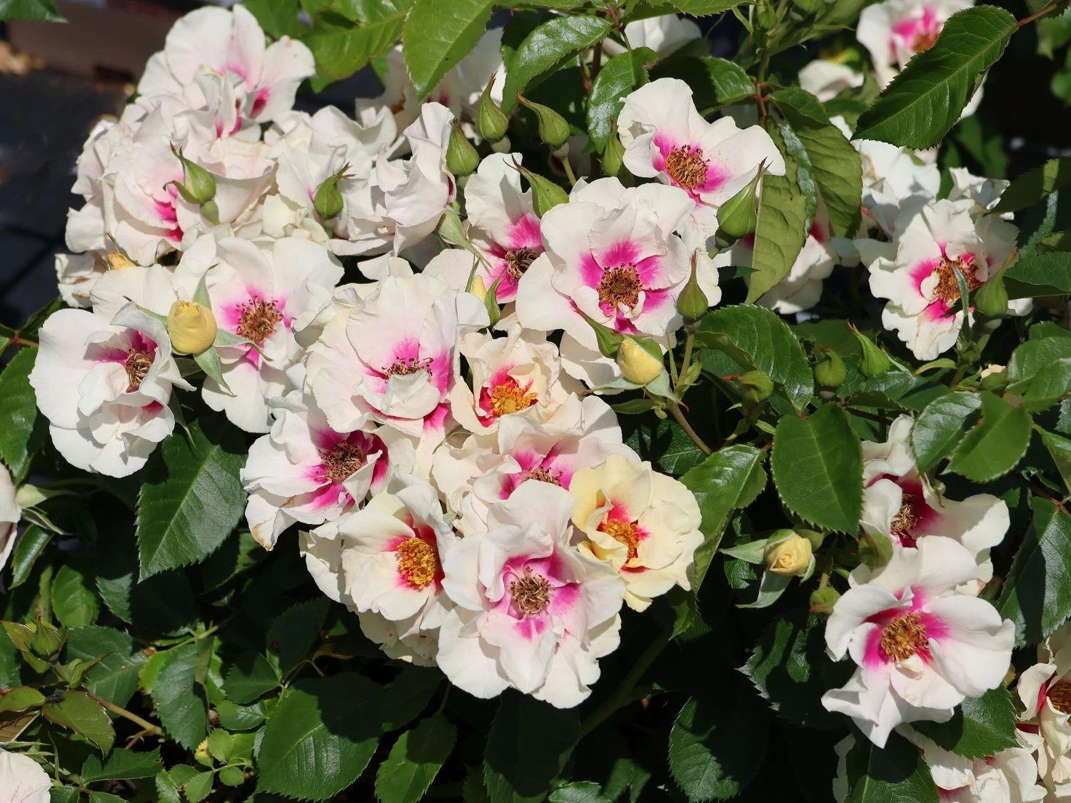 Beetrose 'SEE YOU ® In Purple' 1 Beetrose 'SEE YOU ® In Purple'