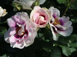 Beetrose 'SEE YOU ® In Purple' 17 Beetrose 'SEE YOU ® In Purple' -Deutschland Garten Funk Verkaufs-Shop beetrose see you in purple m113587 w 0