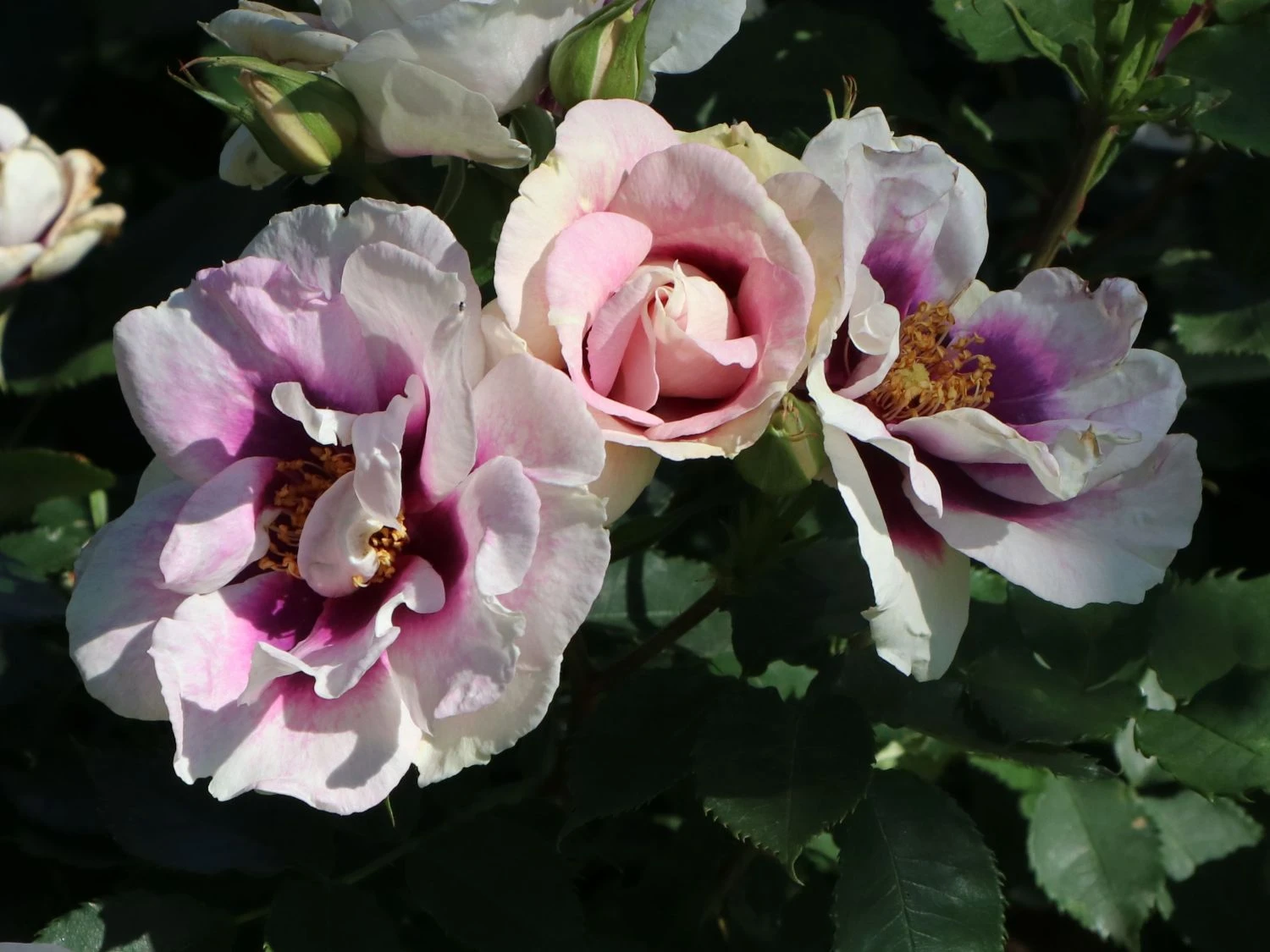 Beetrose 'SEE YOU ® In Purple' 8 Beetrose 'SEE YOU ® In Purple' – Bild 8