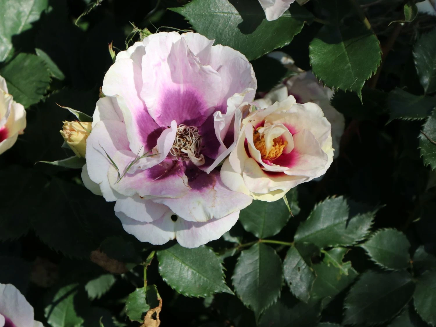 Beetrose 'SEE YOU ® In Purple' 9 Beetrose 'SEE YOU ® In Purple' – Bild 9